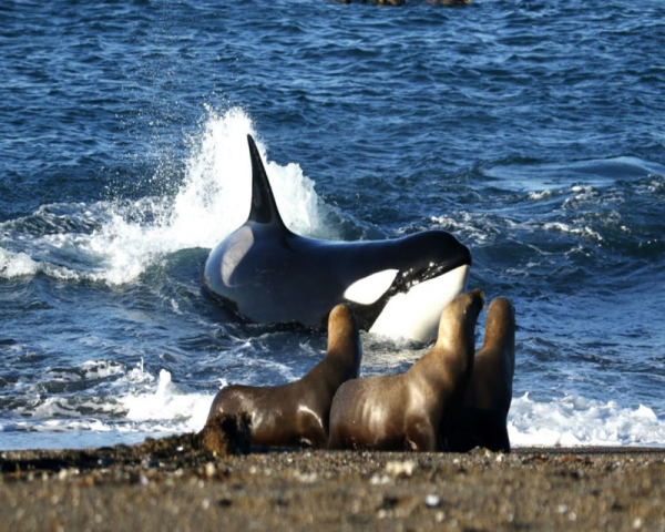 ORCAS CALETA VALDÉS