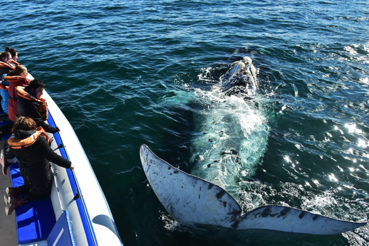 AVISTAJE BALLENAS