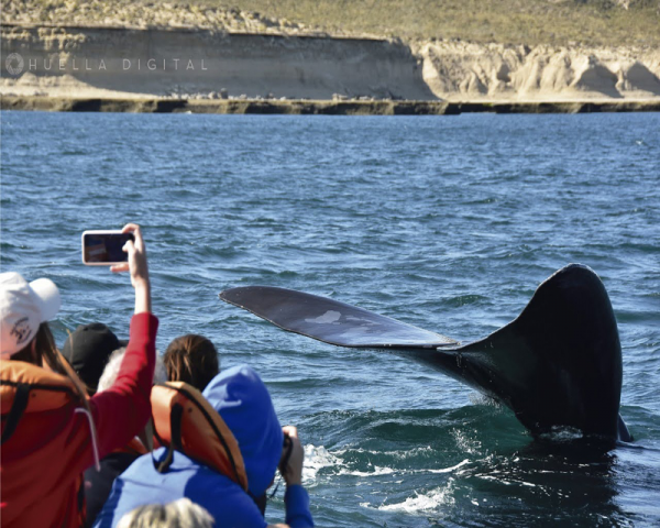 AVISTAJE BALLENAS