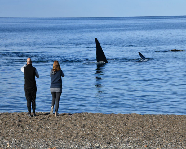 OBSERVACIÓN DE BALLENAS EN EL DORADILLO