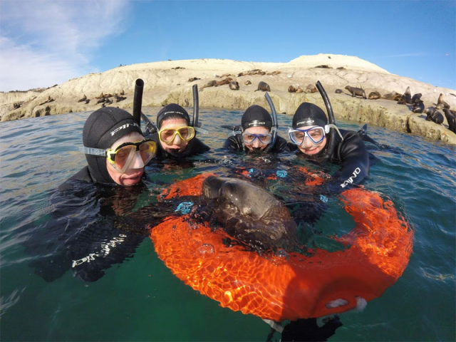 SNORKELING CON LOBOS MARINOS