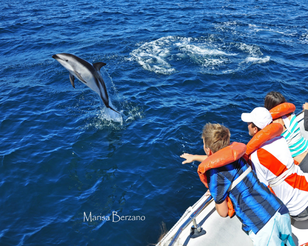 AVISTAJE DELFINES