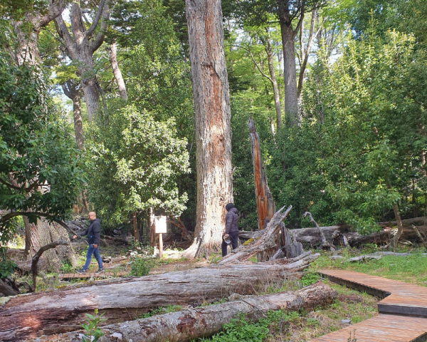 CAMINATA POR EL BOSQUE