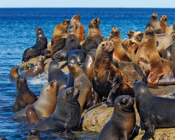 LOBOS MARINOS EN PUNTA NORTE