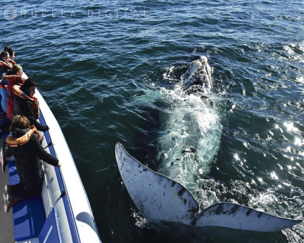 BALLENA FRANCA AUSTRAL