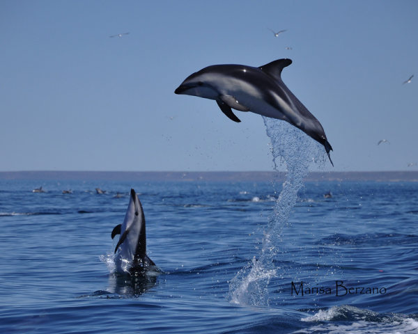 AVISTAJE DELFINES