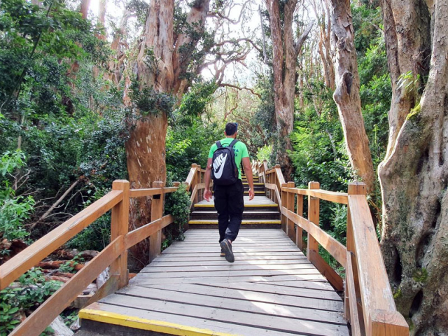 Bosque de Arrayanes