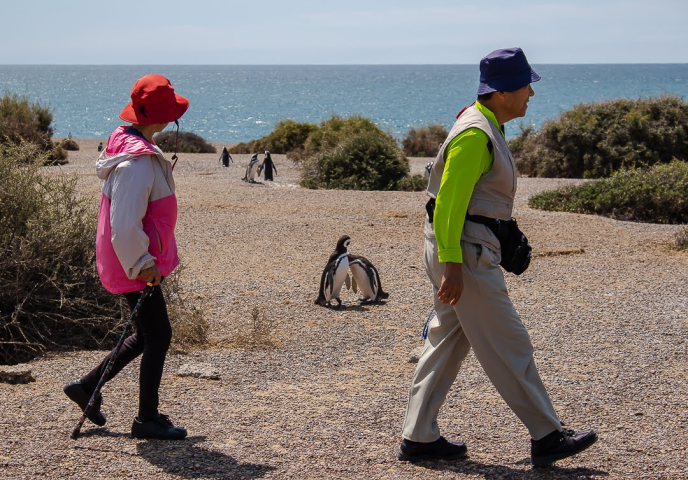 CAMINATA CON PINGÜINOS EN SAN LORENZO