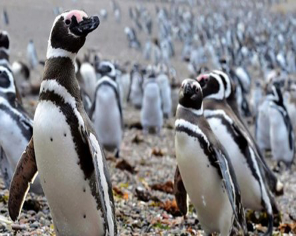 PINGÜINERA PUNTA TOMBO