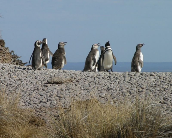 PINGÜINERA